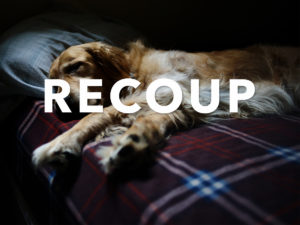 Golden retriever dog laying on flannel blanket.