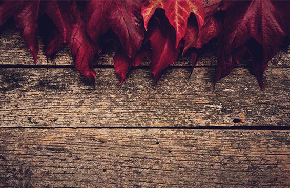 10 Bible Verses on Thankfulness