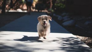 Short fuzzy dog running at the camera on a sunny sidewalk.