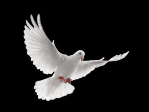 flying white dove isolated on black background.