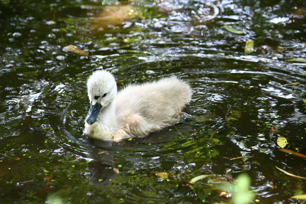 The Danger of Ugly Duckling Theology