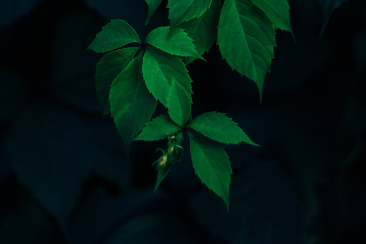 Becoming Compassionate Leaders