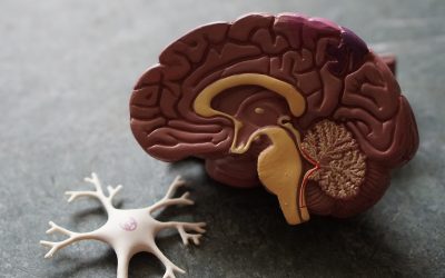 Enemy Mode: Your Brain on Narcissism