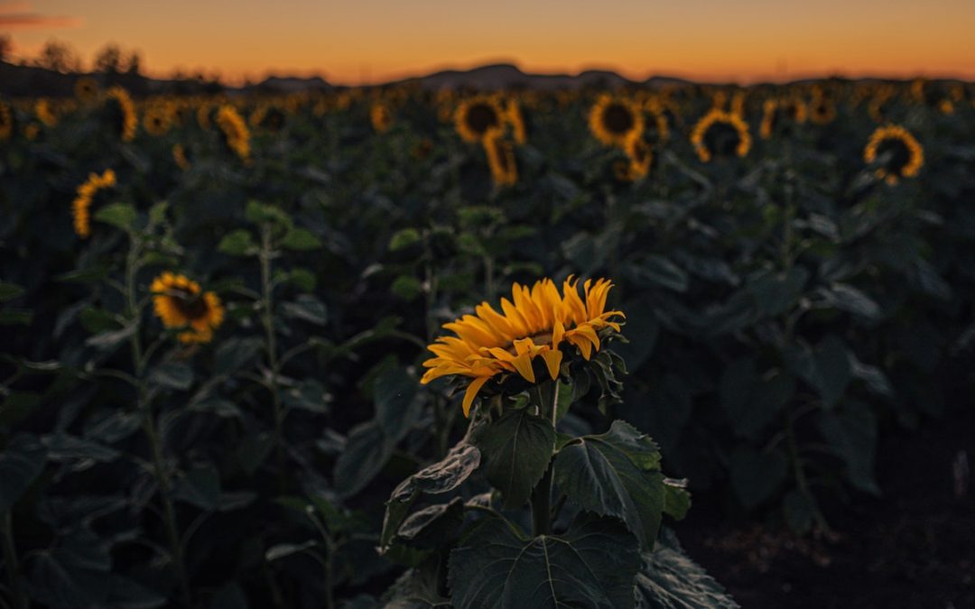 Encountering God’s Promises When Life Hurts