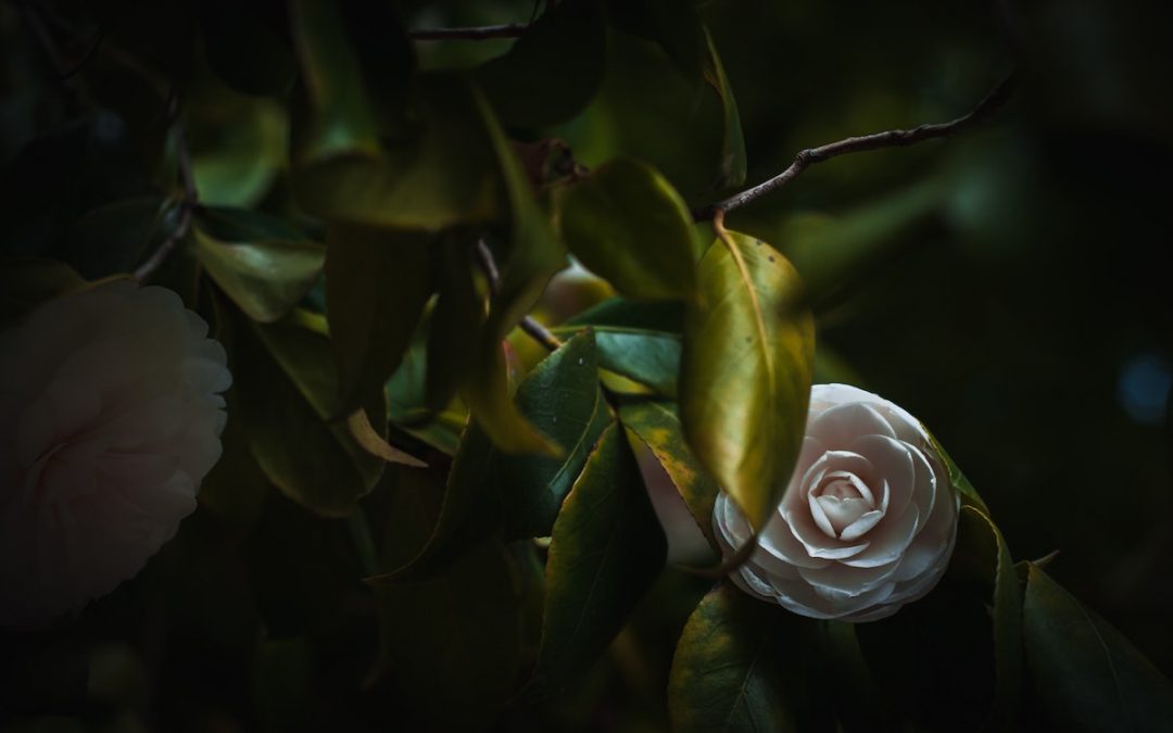 Demonstrating Gentleness 