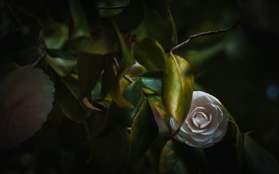 Demonstrating Gentleness 