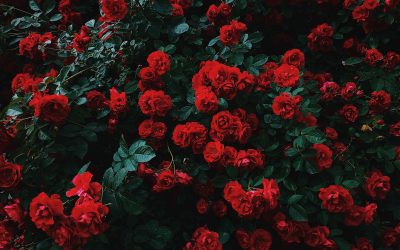 The 5 Best Decisions to Make When Life is Hard and Doubt is Rising