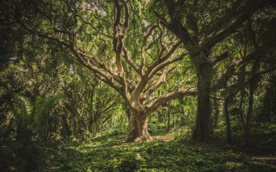 Healing a Wounded and Critical Spirit