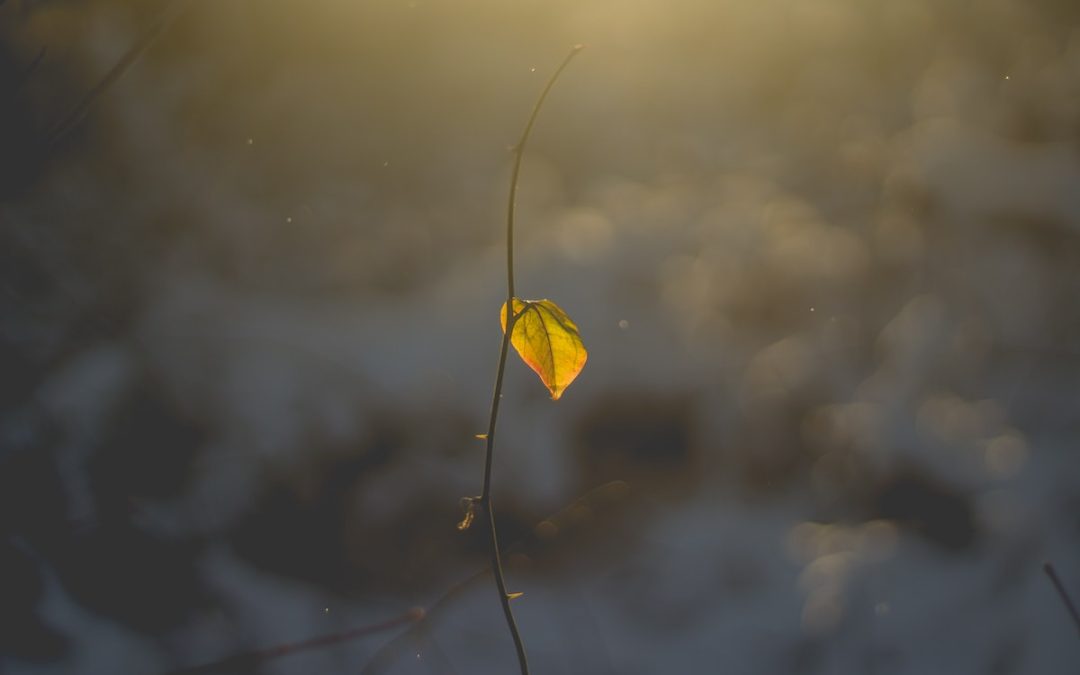 4 Remarkable Truths in the Story of a Poor Widow Who Gave All