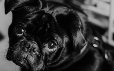 Learning How to Apologize to Yourself