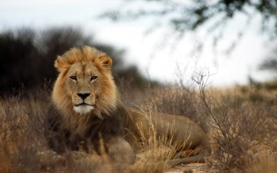 The Lion of Judah Has the Loudest Roar