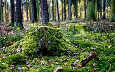 Making Room in Advent