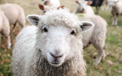 The Gift of Pastoral Leadership