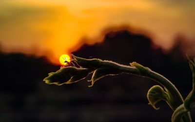 Jesus’ Love for Deniers