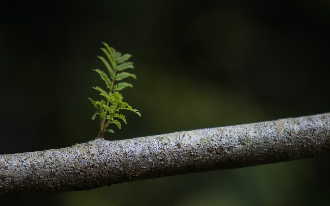 Negative News, Growing Churches
