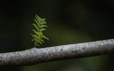 Negative News, Growing Churches