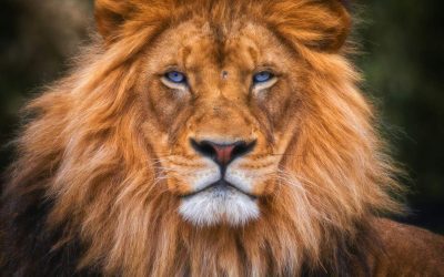 Miraculous Bible Stories