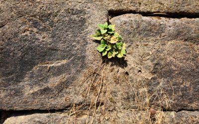 Creative Destruction: A Path to Church Renewal