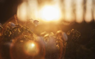 Following Jesus in a World Obsessed with Followers