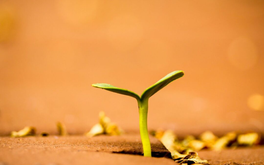 The Power of a Seed and Lasting Legacy