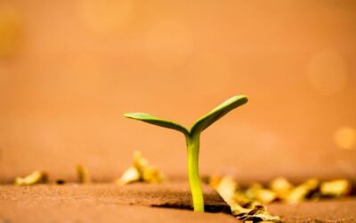 The Power of a Seed and Lasting Legacy