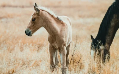 Even Mustangs Need Rest: An Invitation to Something Better