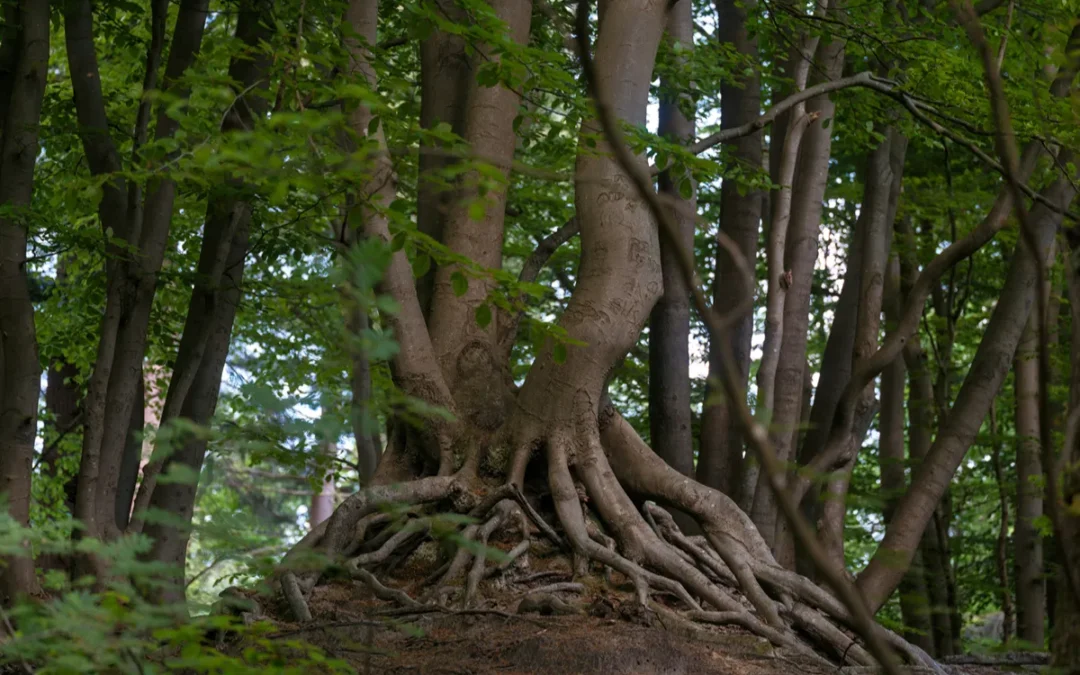 Roots Must Be Stronger Than the Burden