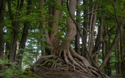 Roots Must Be Stronger Than the Burden