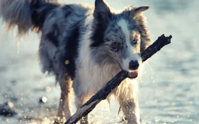 Will We Be Reunited with Our Pets in Heaven?